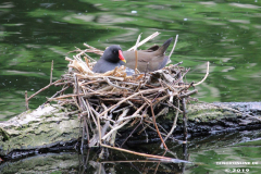 Wasserhuhn-Nest-Norden-Schwanenteich-25.5.2019-30