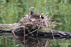 Wasserhuhn-Nest-Norden-Schwanenteich-25.5.2019-42