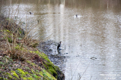 Wasservögel-Norder-Tief-Stadt-Norden-3.3.2020-13
