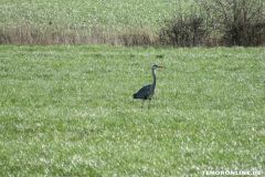 Wester Wischer Norden 17.3.2019-30
