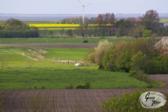Westermarsch_-7