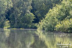 Wildbahnsee-Kiessee-Stadt-Norden-24.6.2023-20