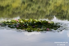 Wildbahnsee-Kiessee-Stadt-Norden-24.6.2023-21