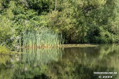Wildbahnsee-Kiessee-Stadt-Norden-24.6.2023-22