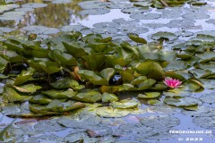 Wildbahnsee-Kiessee-Stadt-Norden-24.6.2023-6