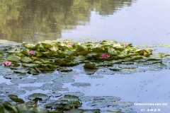 Wildbahnsee-Kiessee-Stadt-Norden-24.6.2023-7