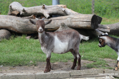 Ziegen-Leybuchtpolder-welsh-a-gestüt-Siemers-11.8.2019-12