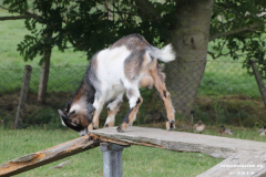 Ziegen-Leybuchtpolder-welsh-a-gestüt-Siemers-11.8.2019-13