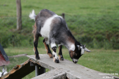 Ziegen-Leybuchtpolder-welsh-a-gestüt-Siemers-11.8.2019-14