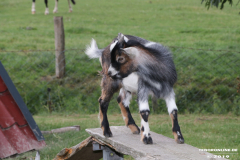 Ziegen-Leybuchtpolder-welsh-a-gestüt-Siemers-11.8.2019-15