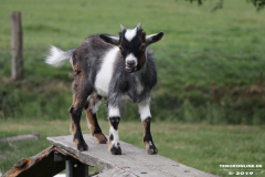 Ziegen-Leybuchtpolder-welsh-a-gestüt-Siemers-11.8.2019-16