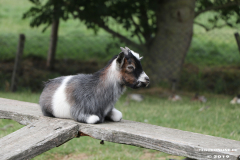 Ziegen-Leybuchtpolder-welsh-a-gestüt-Siemers-11.8.2019-19