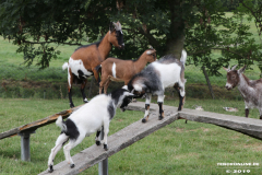 Ziegen-Leybuchtpolder-welsh-a-gestüt-Siemers-11.8.2019-20