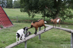 Ziegen-Leybuchtpolder-welsh-a-gestüt-Siemers-11.8.2019-21