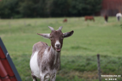 Ziegen-Leybuchtpolder-welsh-a-gestüt-Siemers-11.8.2019-26
