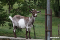 Ziegen-Leybuchtpolder-welsh-a-gestüt-Siemers-11.8.2019-27