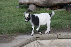 Ziegen-Leybuchtpolder-welsh-a-gestüt-Siemers-11.8.2019-3