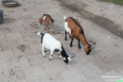 Ziegen-Leybuchtpolder-welsh-a-gestüt-Siemers-11.8.2019-31