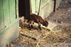 Ziegengehege Schwanenteich Norden 1980er Jahre