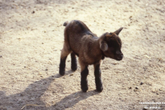 Ziegengehege-Schwanenteich-Norden-1980er-Jahre-1