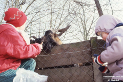 Ziegengehege-Schwanenteich-Norden-1980er-Jahre-16