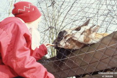 Ziegengehege-Schwanenteich-Norden-1980er-Jahre-17
