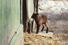 Ziegengehege-Schwanenteich-Norden-1980er-Jahre-22