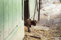Ziegengehege-Schwanenteich-Norden-1980er-Jahre-4