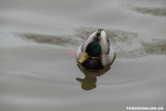 Ente Zum Hexenkolk Norden 20.2.2019-2