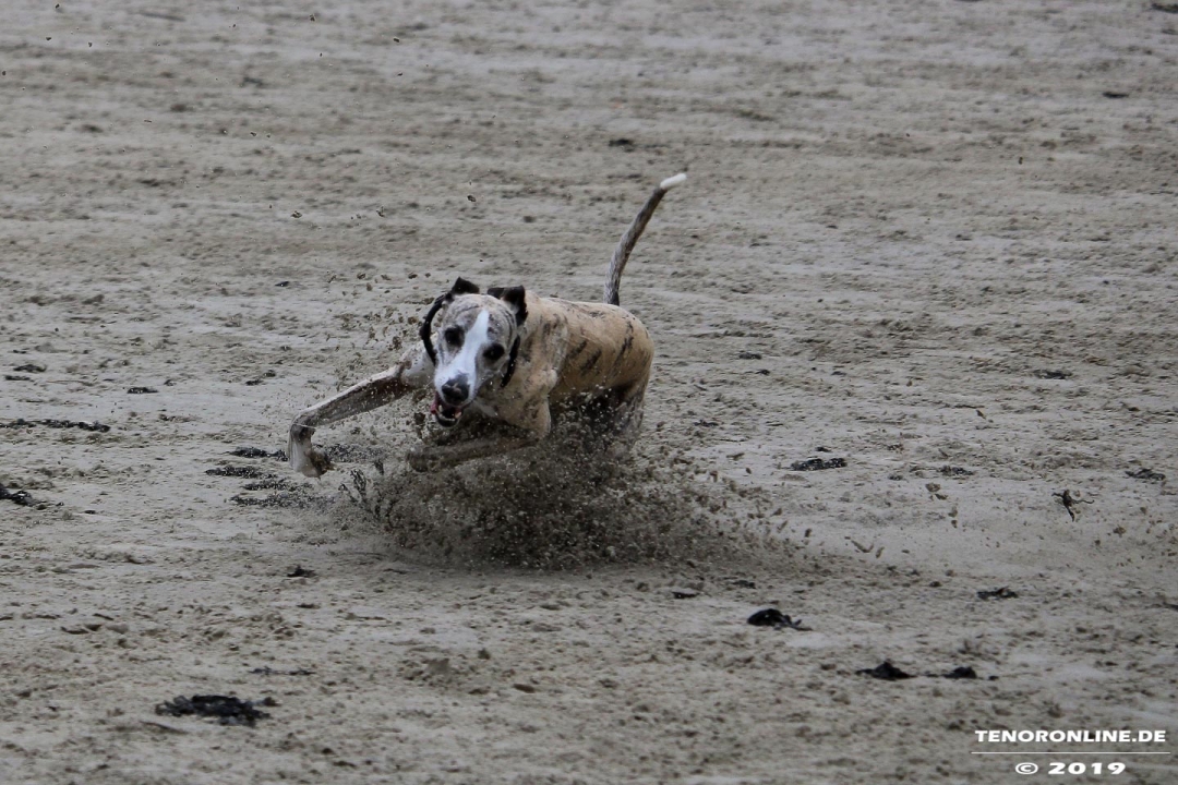 Norddeich Hundestrand am 30.5.2019
