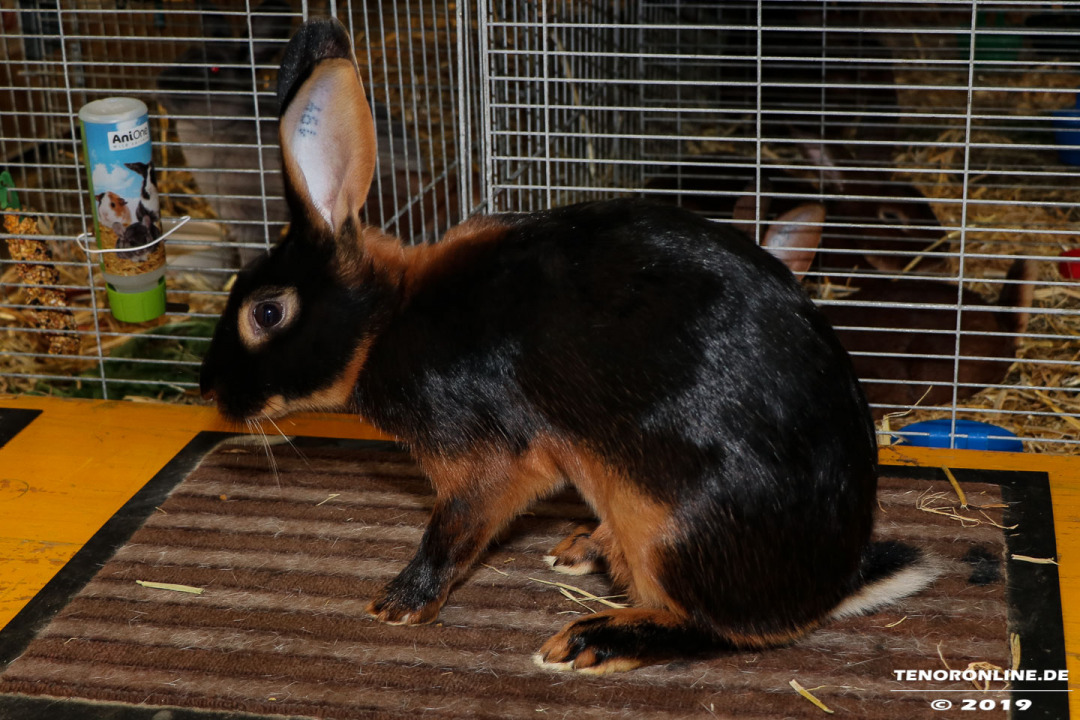 Norden – Rassekaninchenschau und Kaninhop  in Leybuchtpolder am 11.8.2019