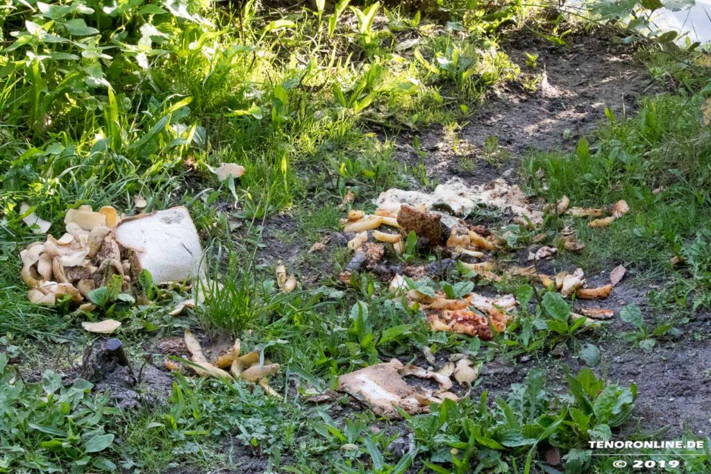 Norden- Schwanenteich Entsorgter Bio Müll 16.9.2019