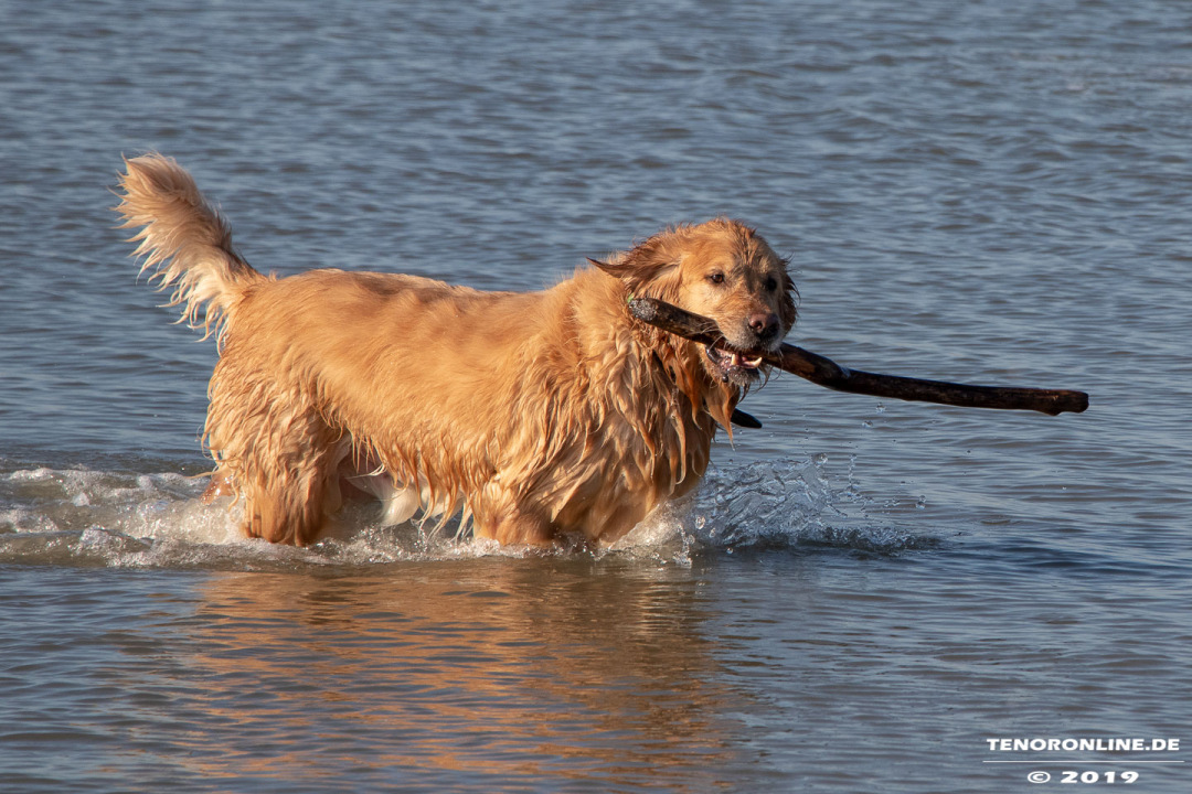 Norddeich – Impressionen Hundestrand am 31.10.2019