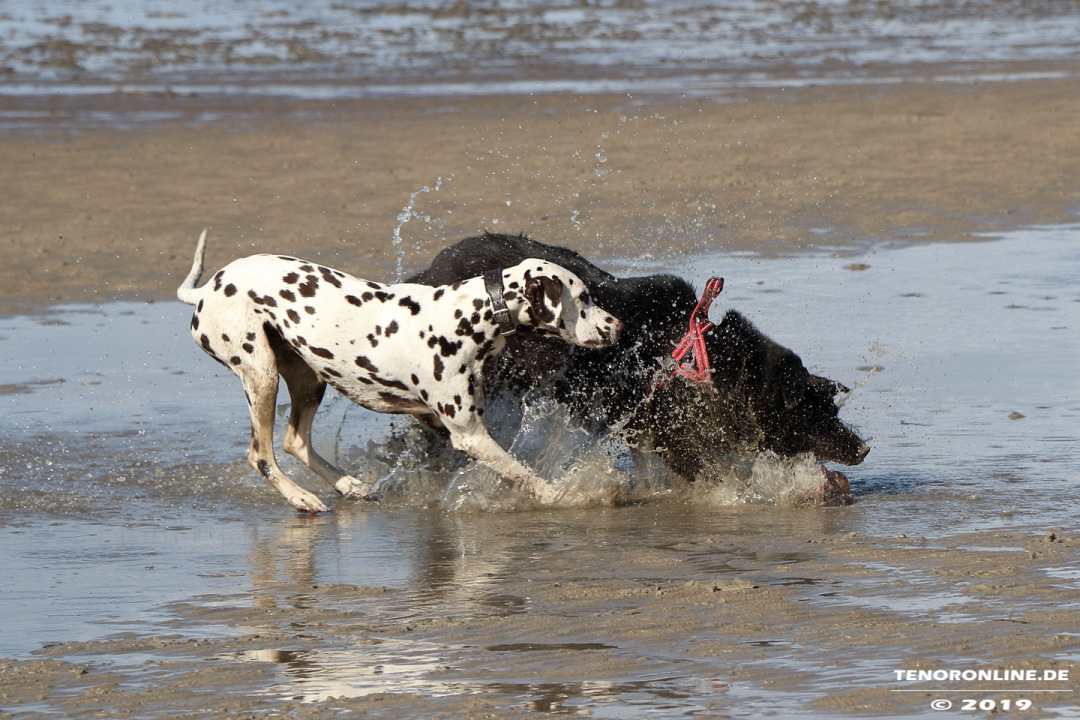 Norddeich – Fotos vom Hundestrand am 3.10.2019