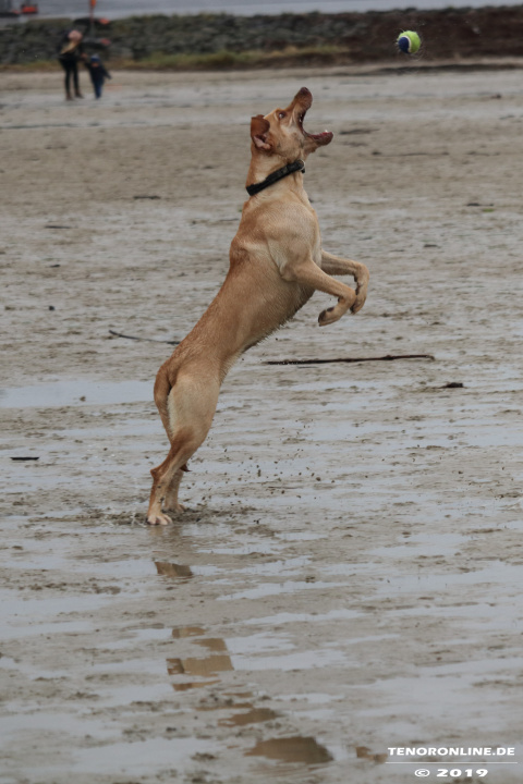 Norddeich – Impressionen vom Hundestrand am 13.10.2019