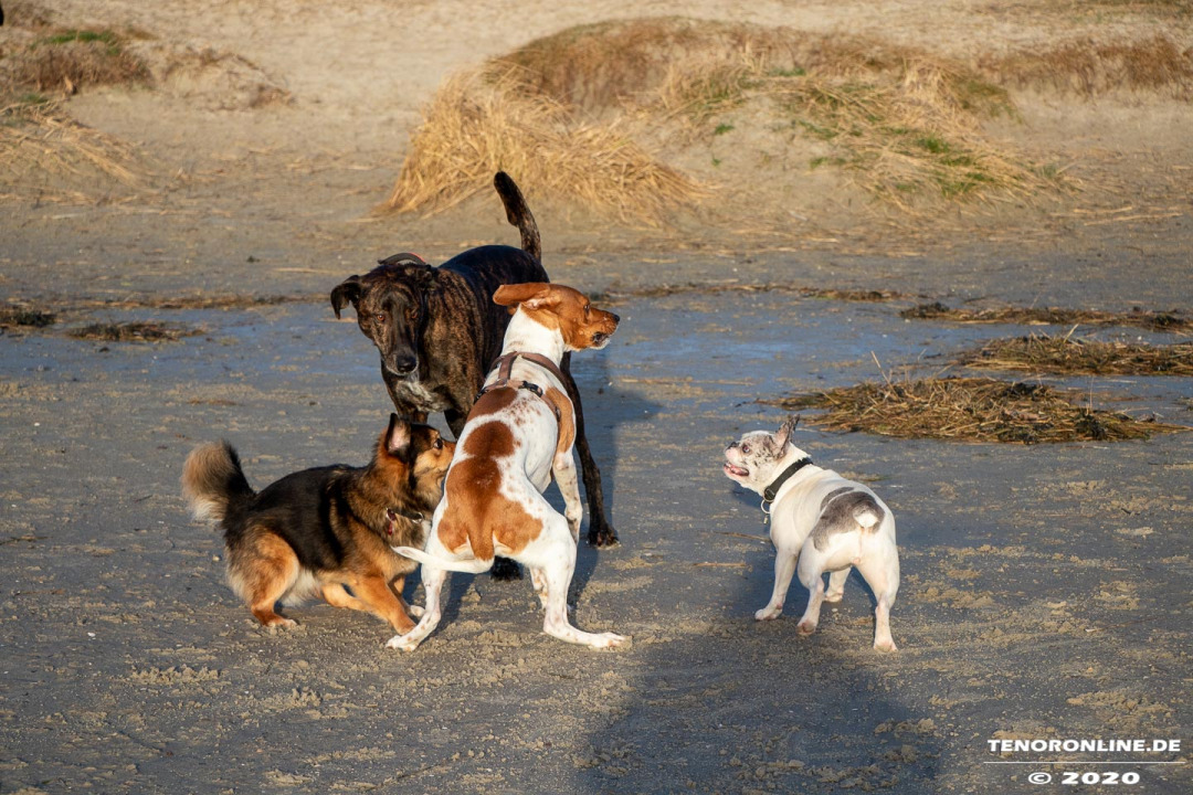 Norddeich – Impressionen vom  Hundestrand am 19.01.2020