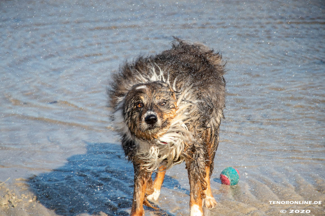Norddeich – Impressionen vom Hundestrand am 14.3.2020