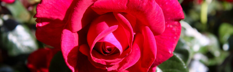 Norder Rosenmarkt 2023