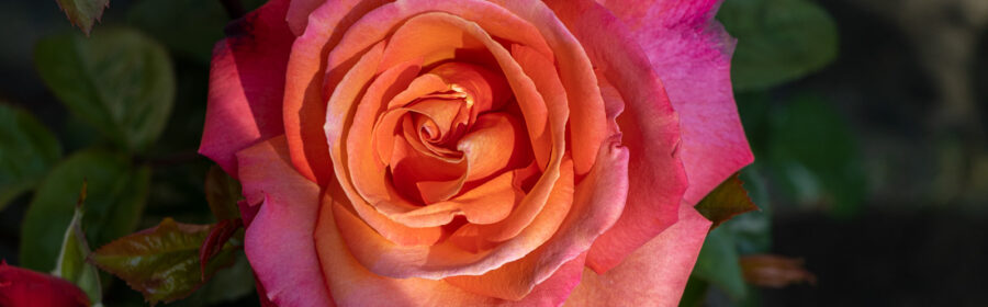 Impressionen Rosenmarkt Stadt Norden 11.6.2023