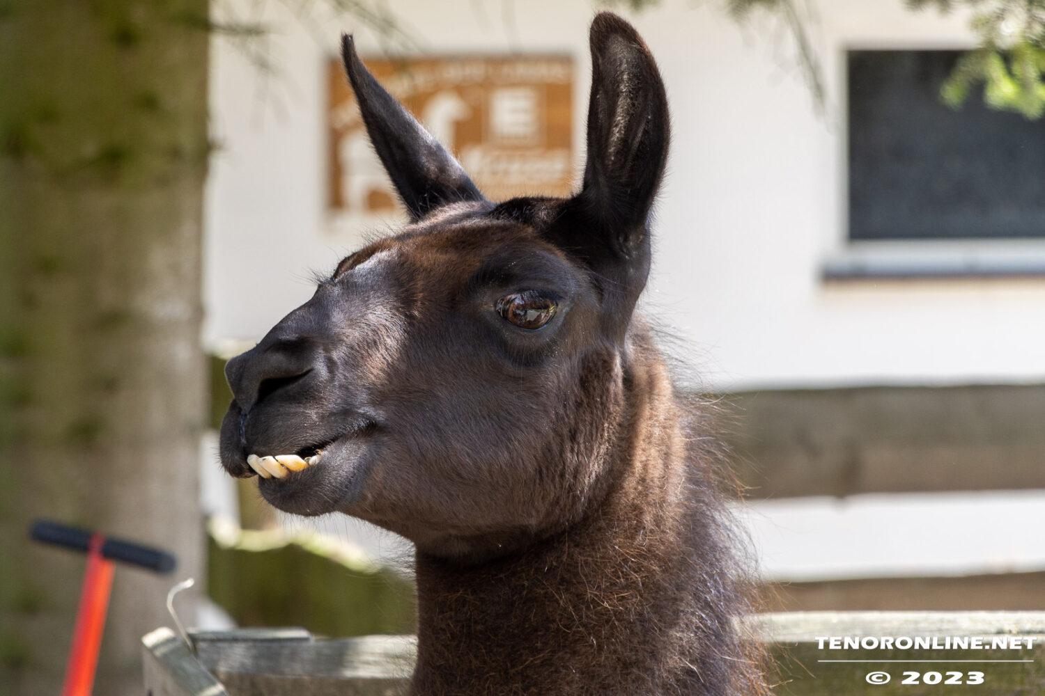 Impressionen  Birgits Tiergarten Rechtsupweg 19.7.2023