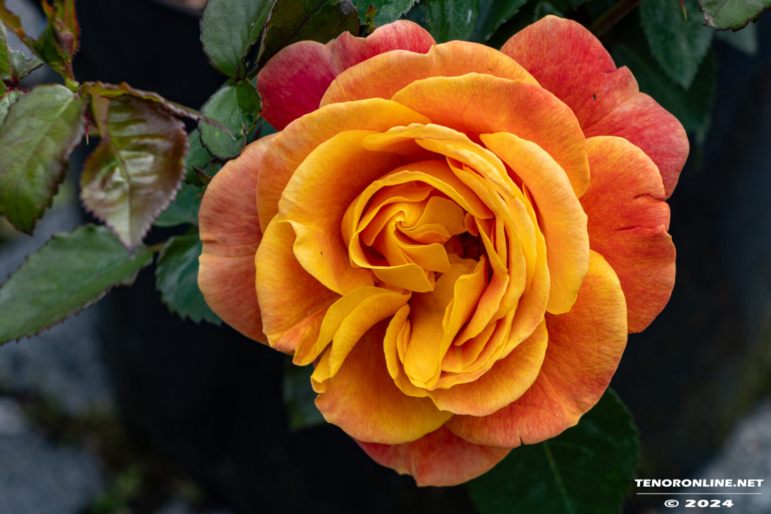 Norden – Impressionen Rosenmarkt 9.6.2024