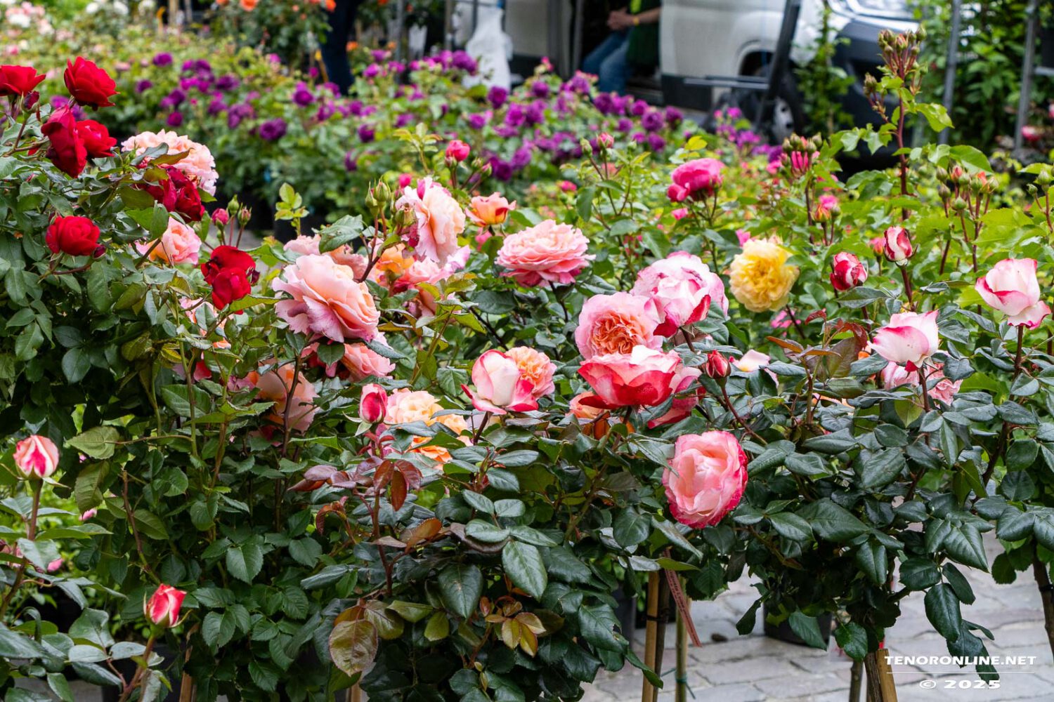 Norden – Impressionen vom Rosenmarkt am 15.6.2025